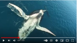 Whale Song Video by Oceania Project